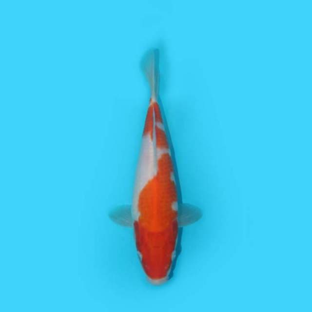 KOHAKU 24 CM