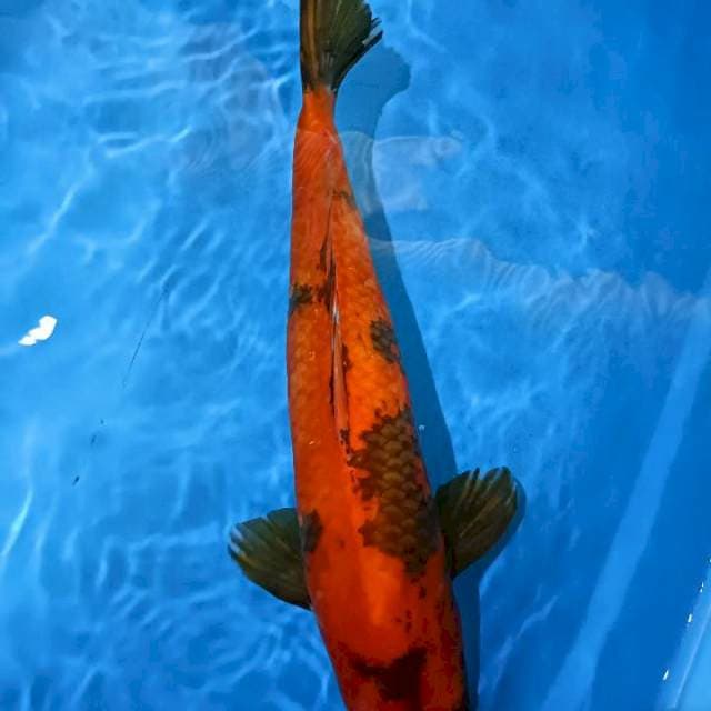 Hiutsuri 50cm male