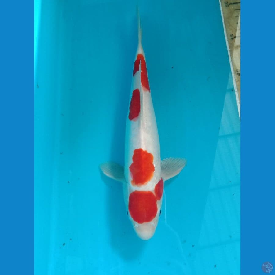 Kohaku doitsu 27 cm