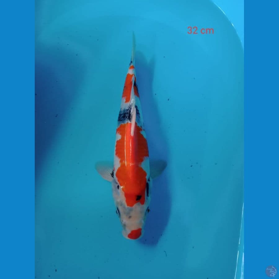 showa 32 cm