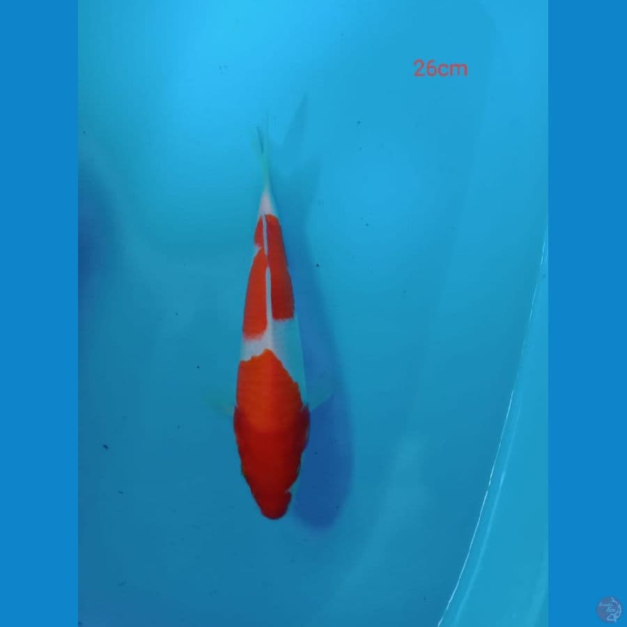 kohaku 26 cm