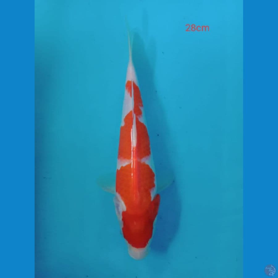kohaku 28cm