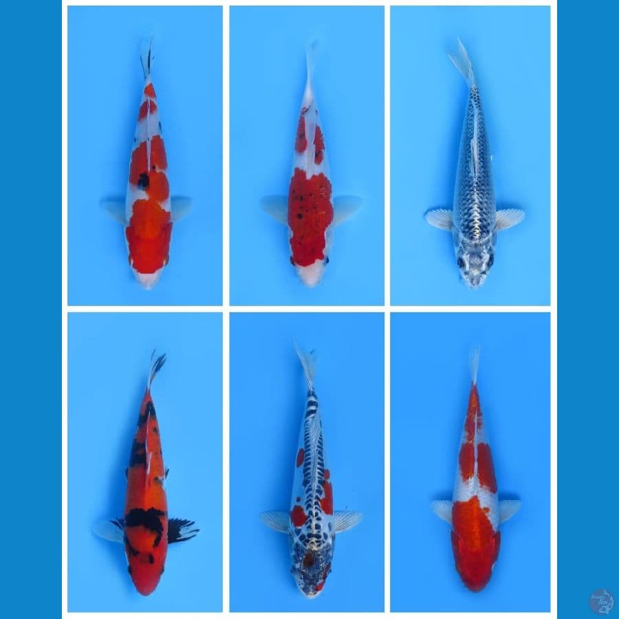 6 ekor mix koi