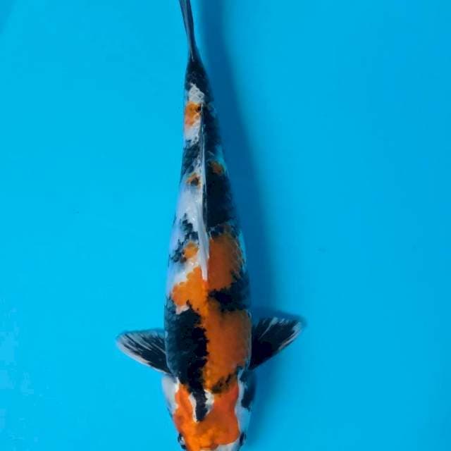 Kin Showa 38cm