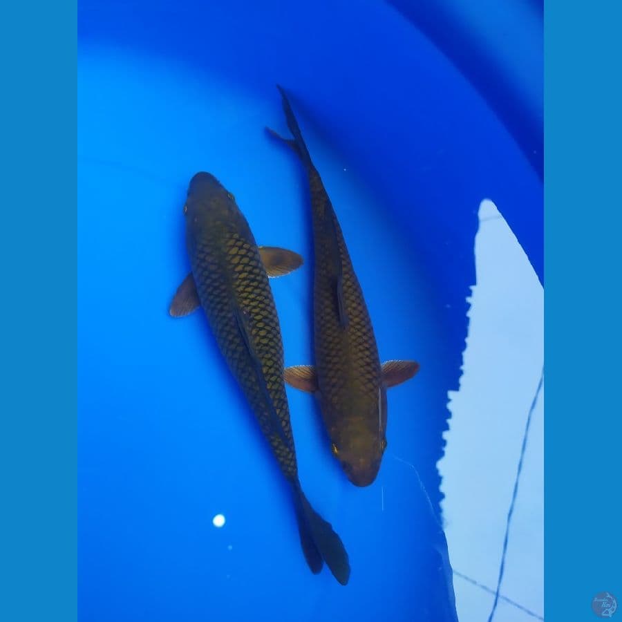 DUO CAGOI