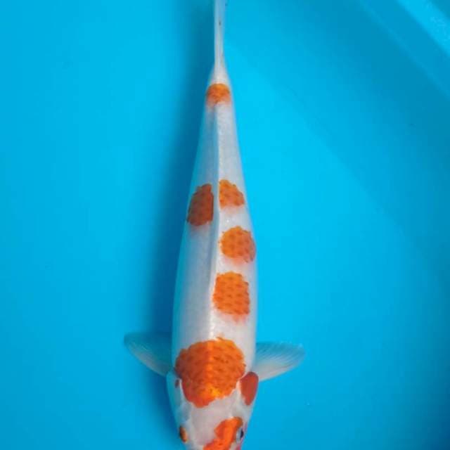 Kohaku sakura 40cm