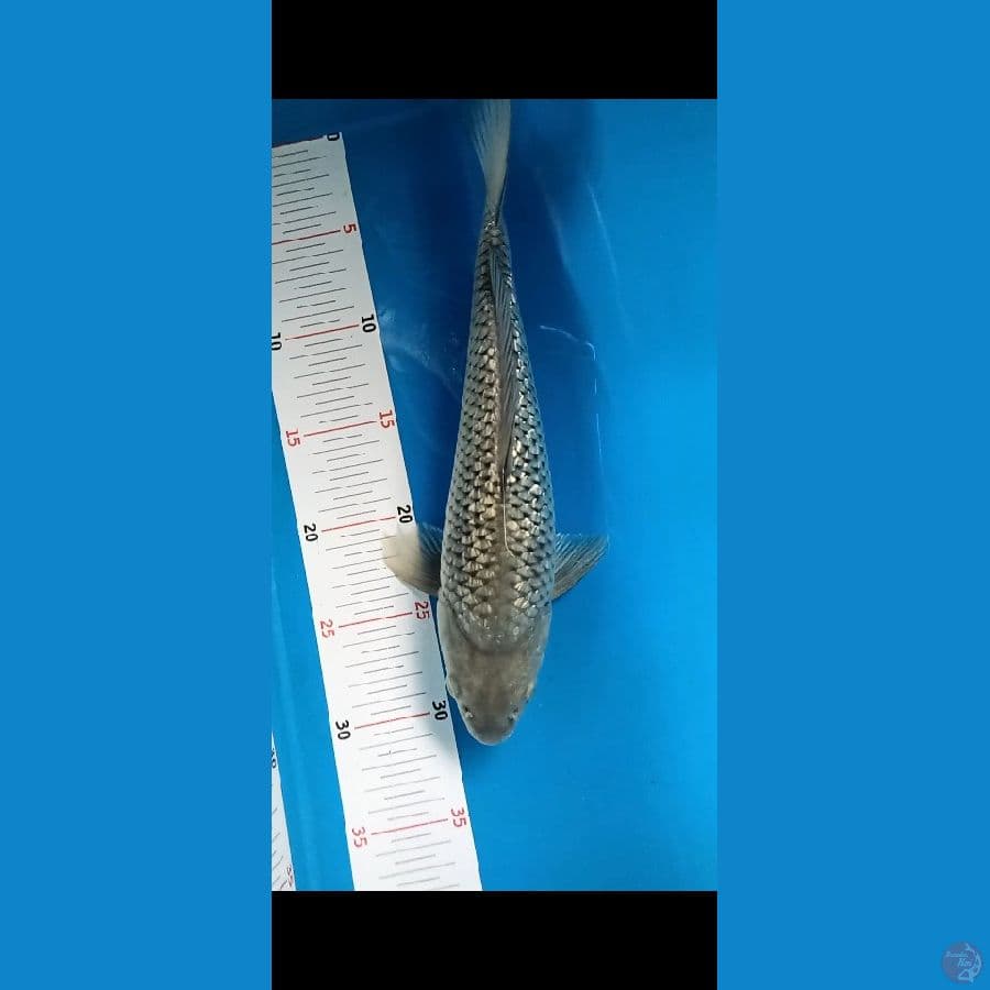 soragoi ginrin munuk 32cm