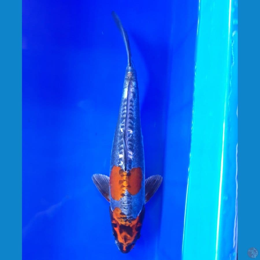 Beni Kikokuryu 34cm