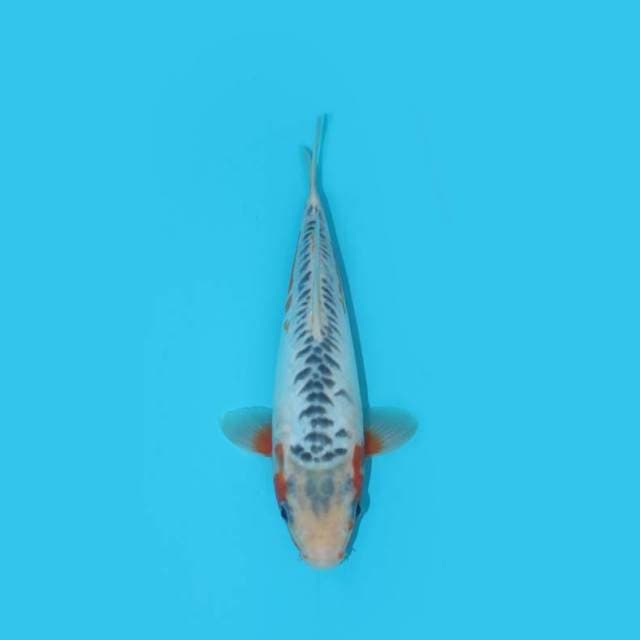 SHUSUI 24 CM