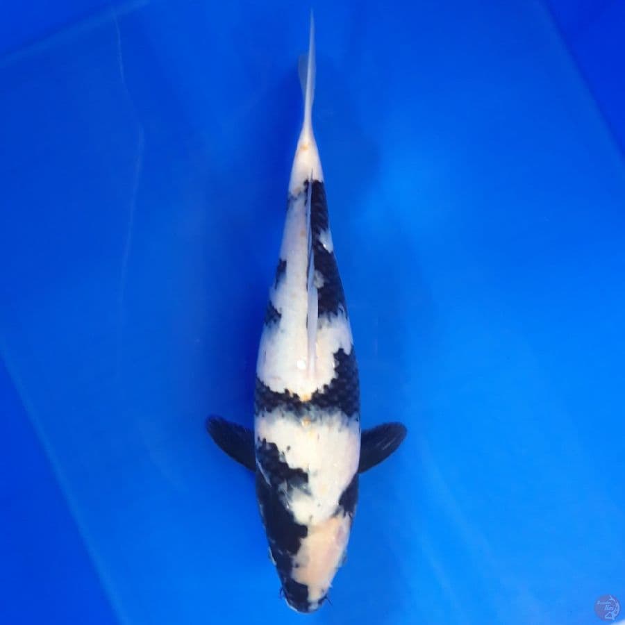 Shiro 31cm