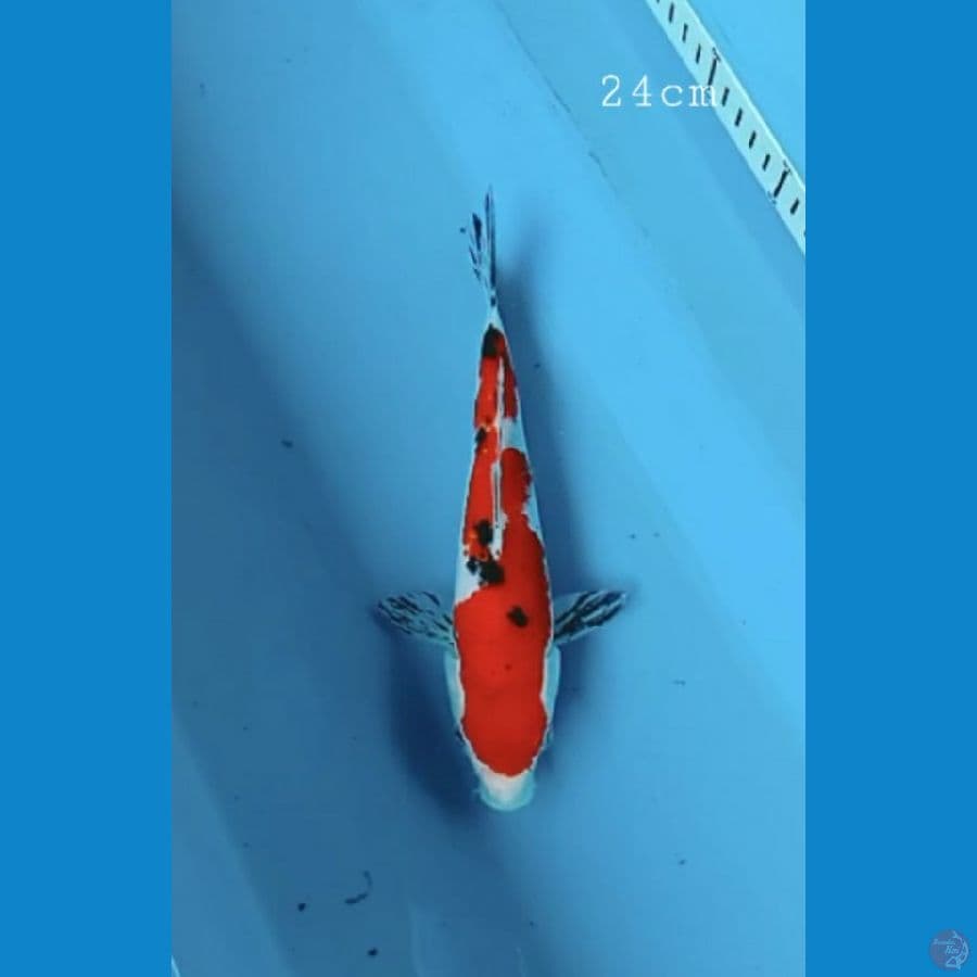 Sanke 24 cm