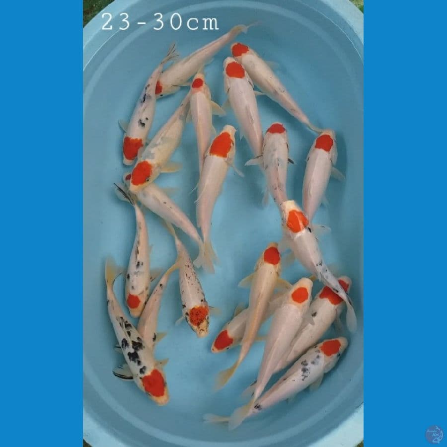 Tancho ori 23-30cm 20 ekr