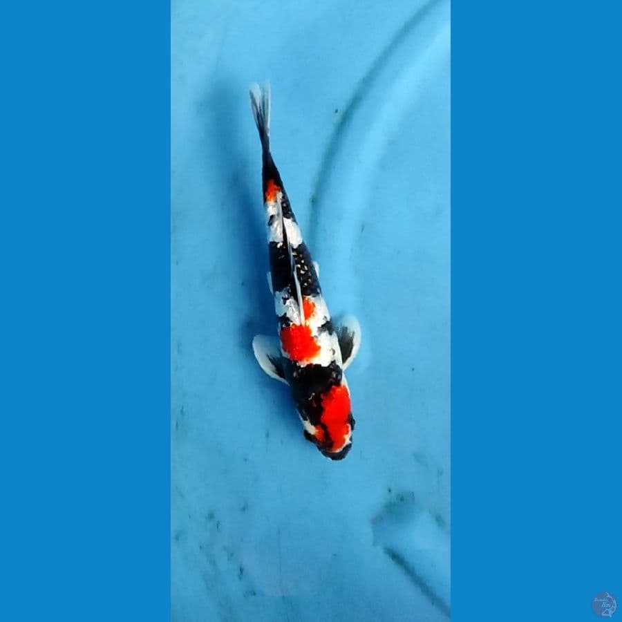 kindai showa gindrin 28 cm jantan