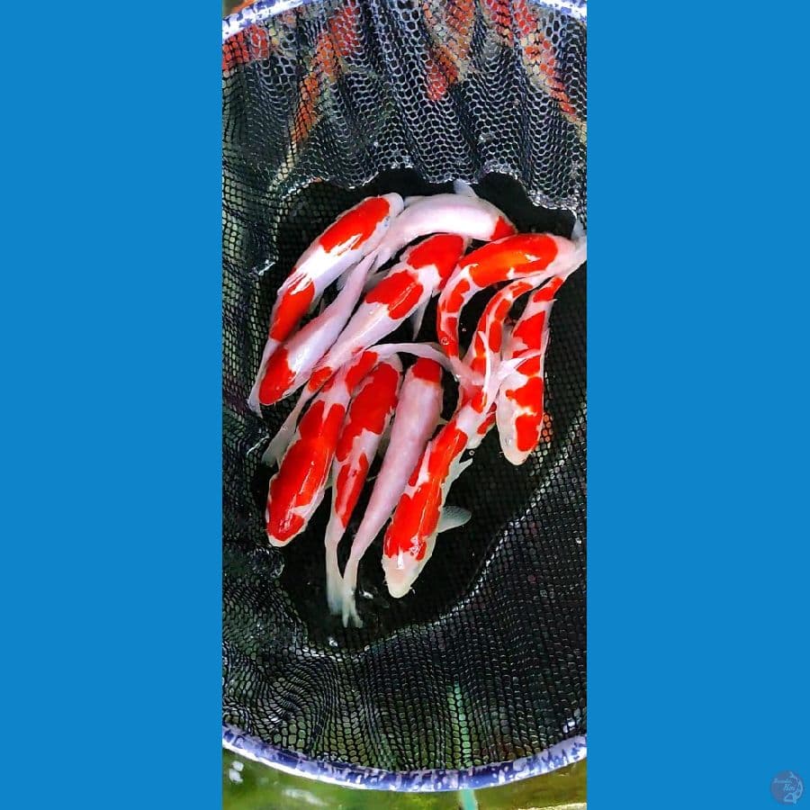 kohaku doitsu 17 20 cM,, 11 pcs