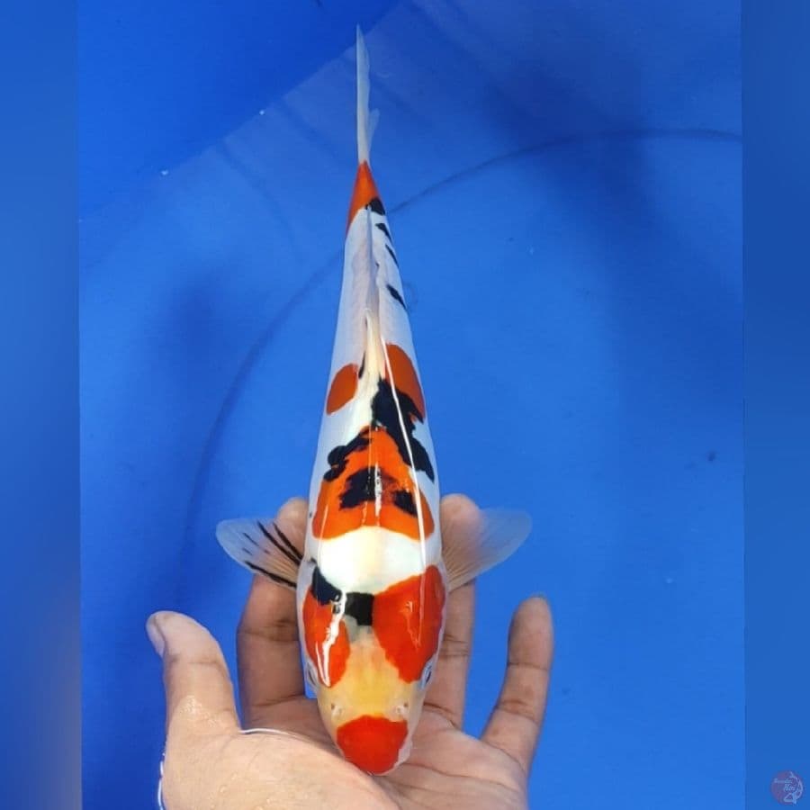 SANKE DOID 27cm