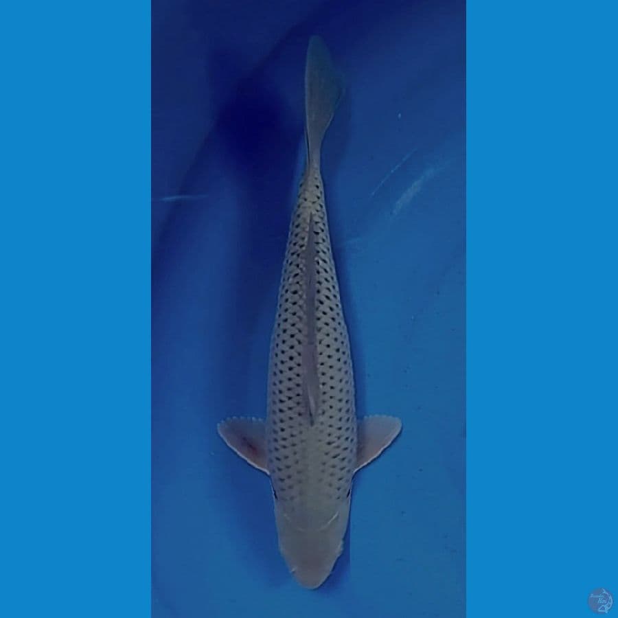 soragoi 30 cm
