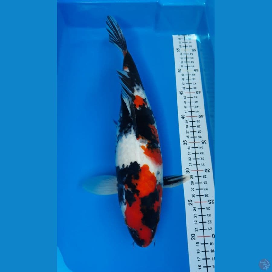 showa F 38