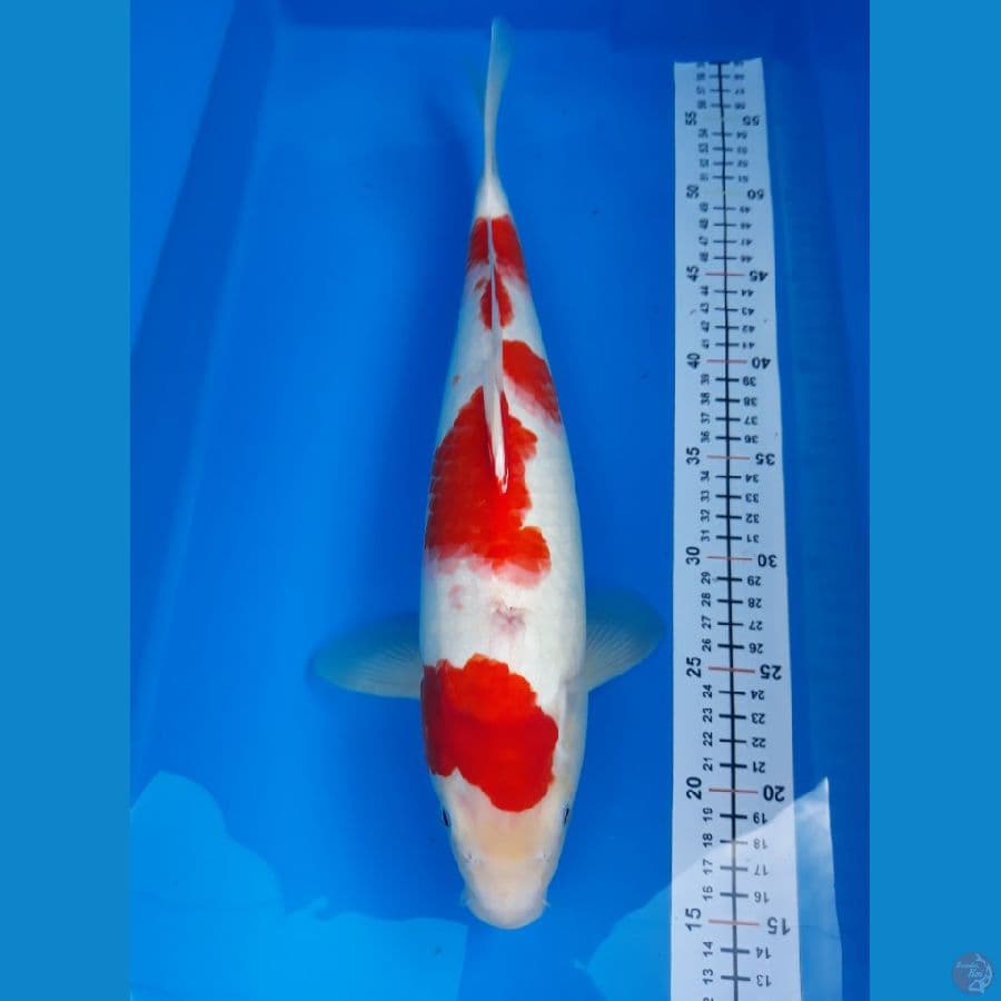 kohaku F 40