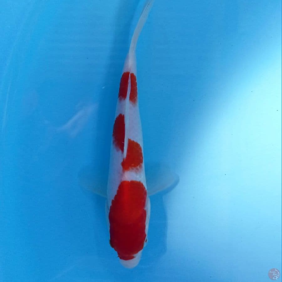 kohaku, 18 cm