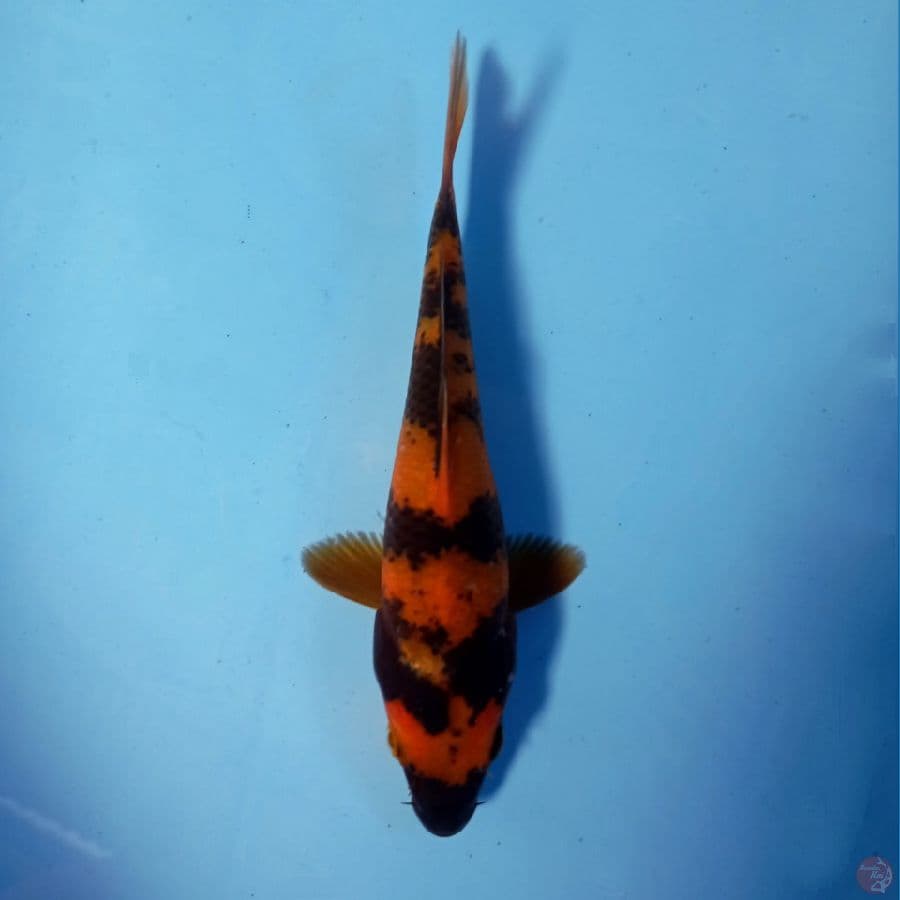 hi utsuri, 16 cm
