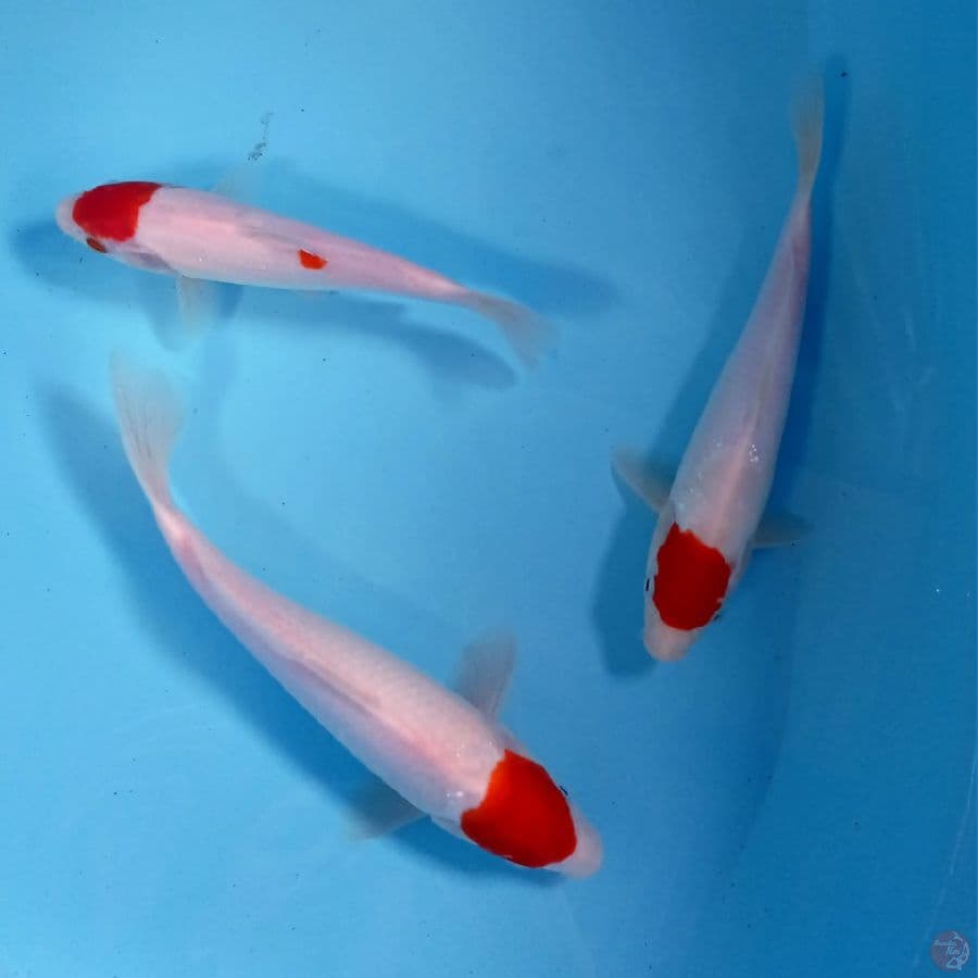 paket tancho, 20-26 cm