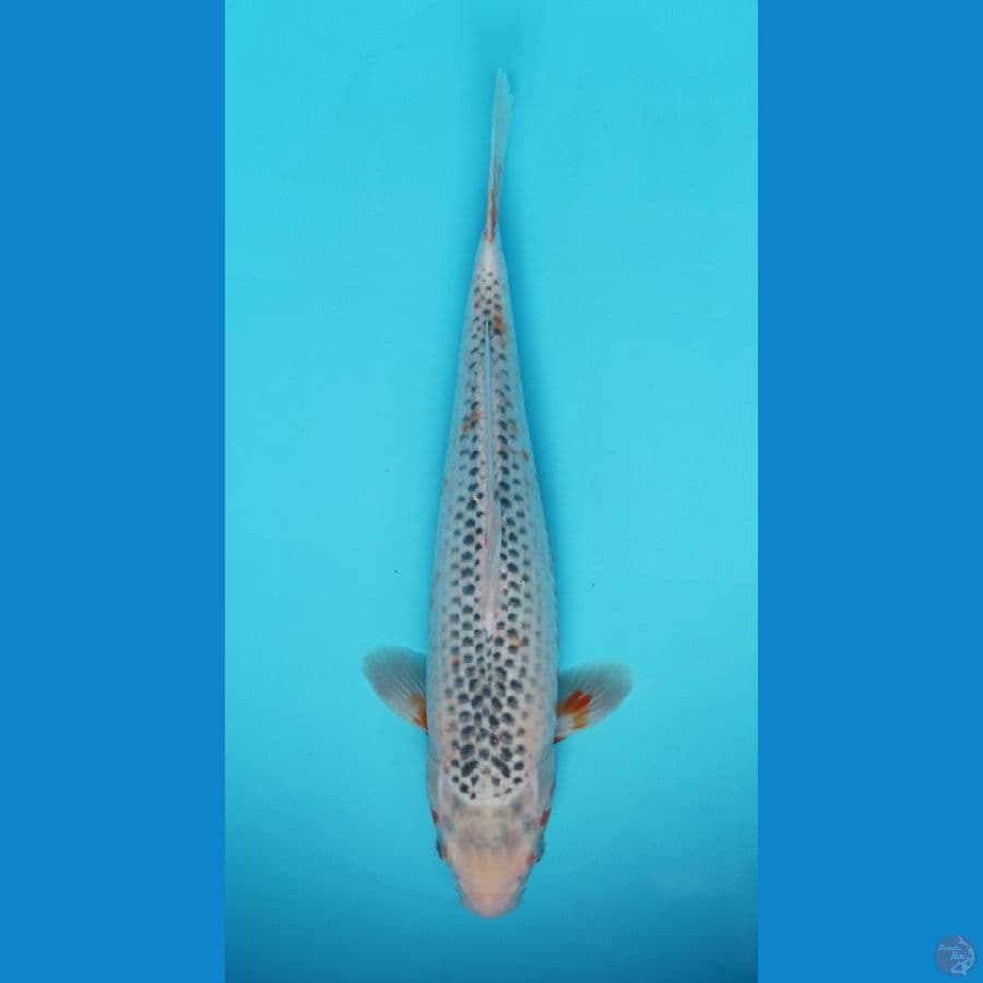 Asagi 36cm