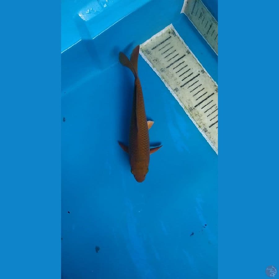 male cagoi tembaga