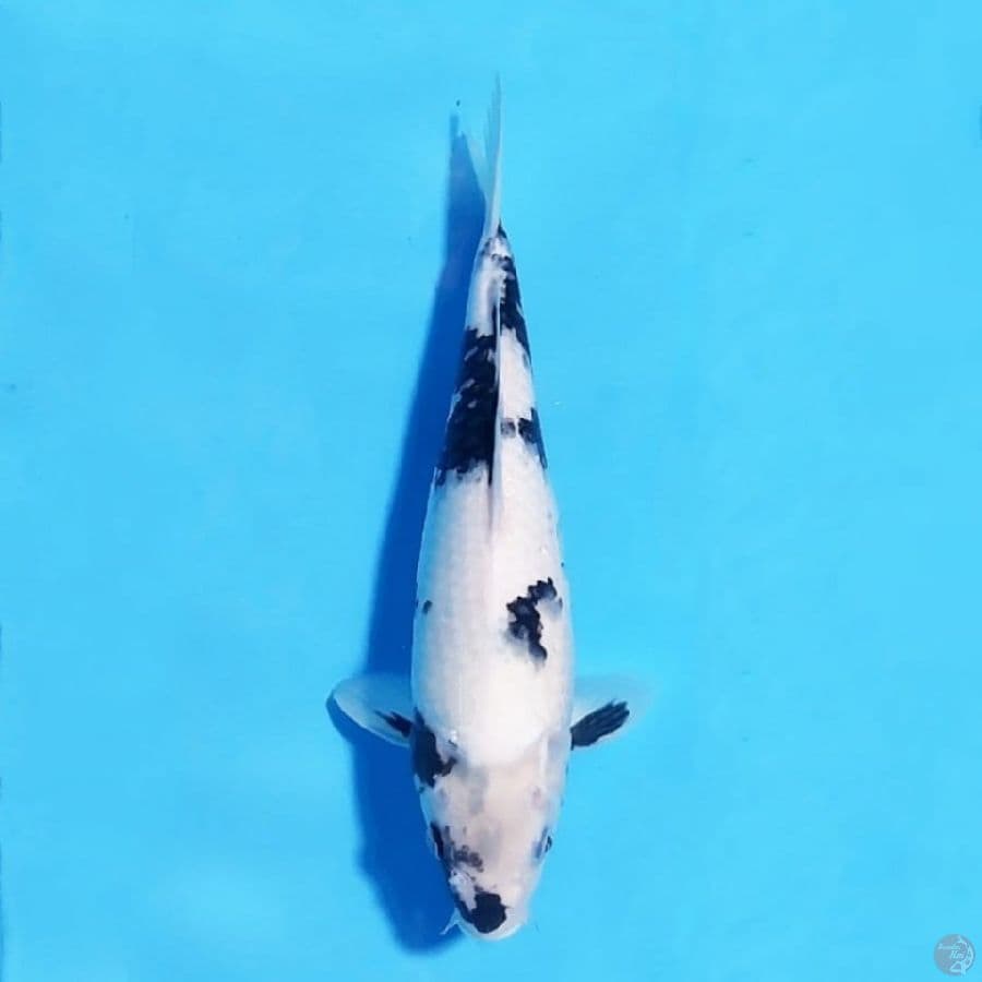 7.32cm Shiro utsuri putih salju HQ
