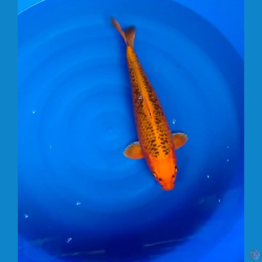 jumbo 51cm