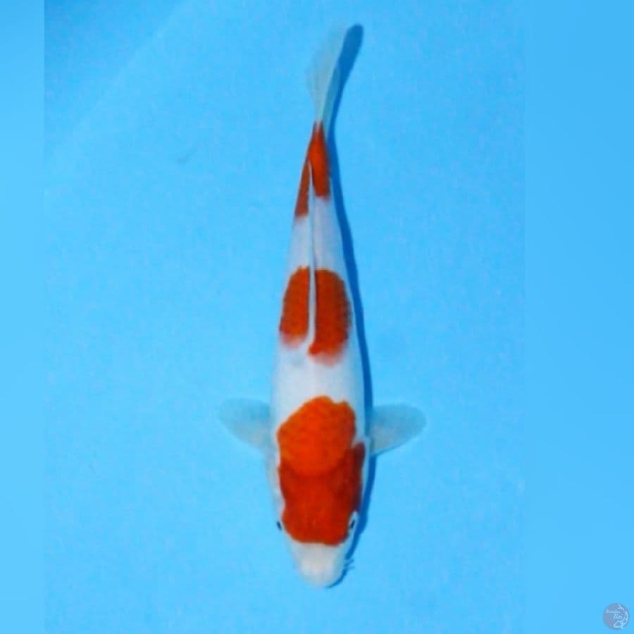 sandan kohaku 28cm