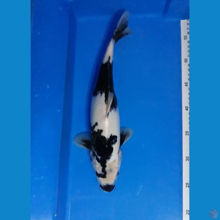 shiro F 35
