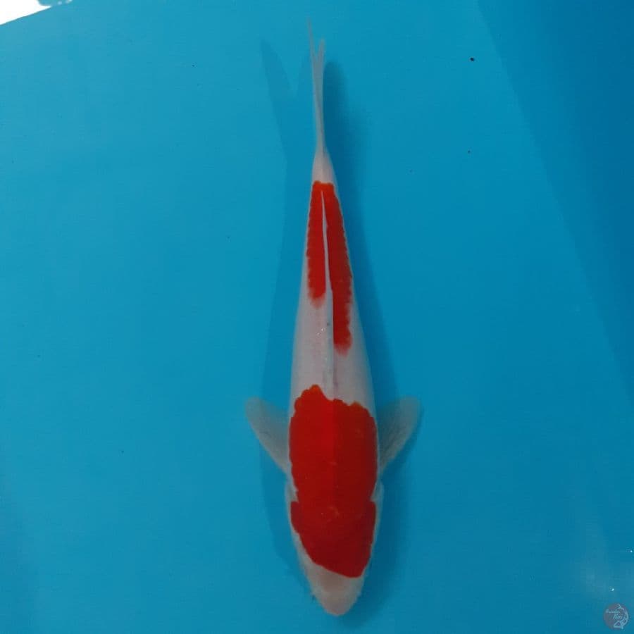 *KOHAKU//ML/22 CM*