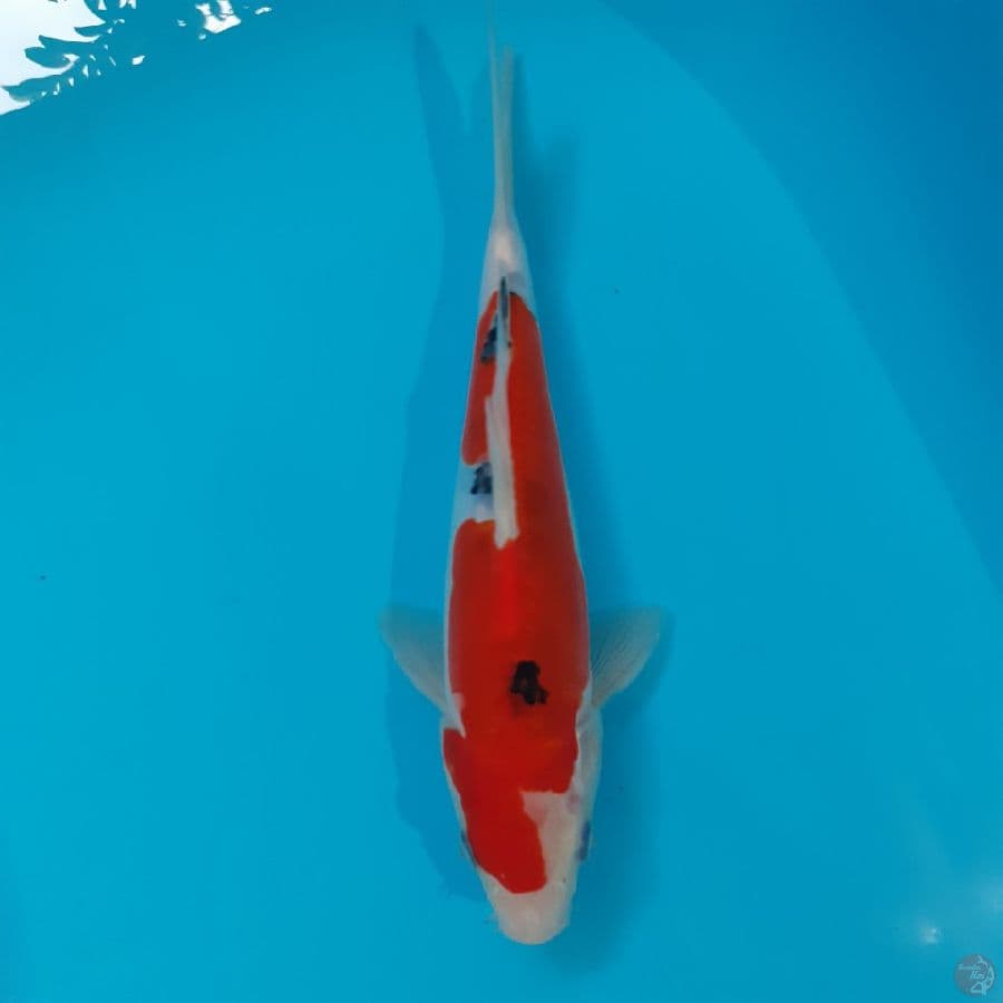 *SANKE//22 CM*