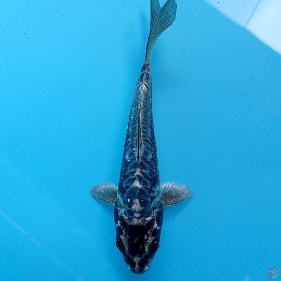 kawarimono 16cm