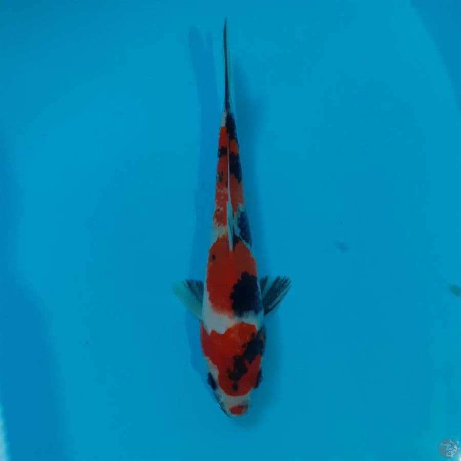 *SHOWA//ML/21 CM*