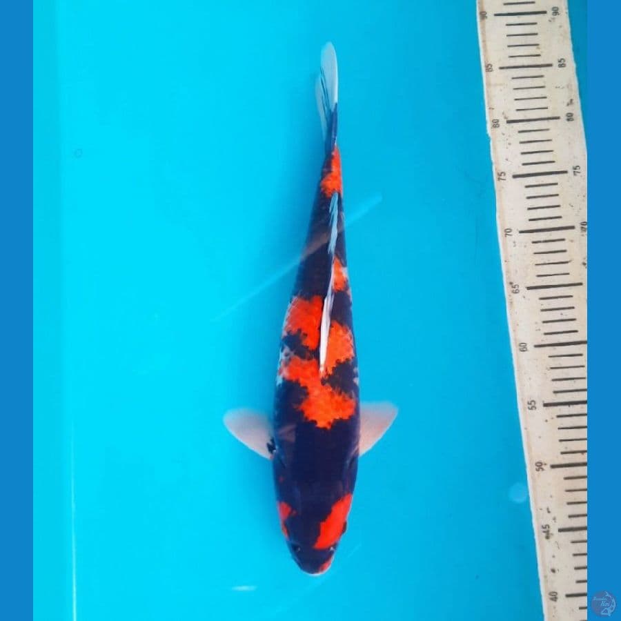 hi showa 41cm male