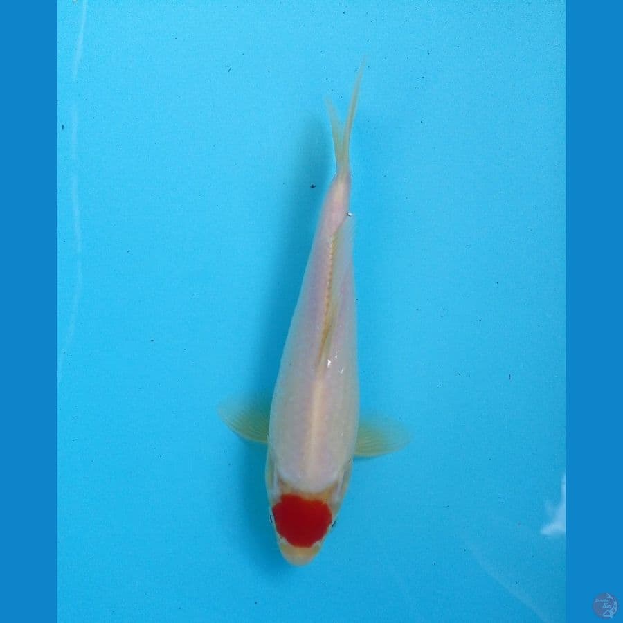 tancho 20cm