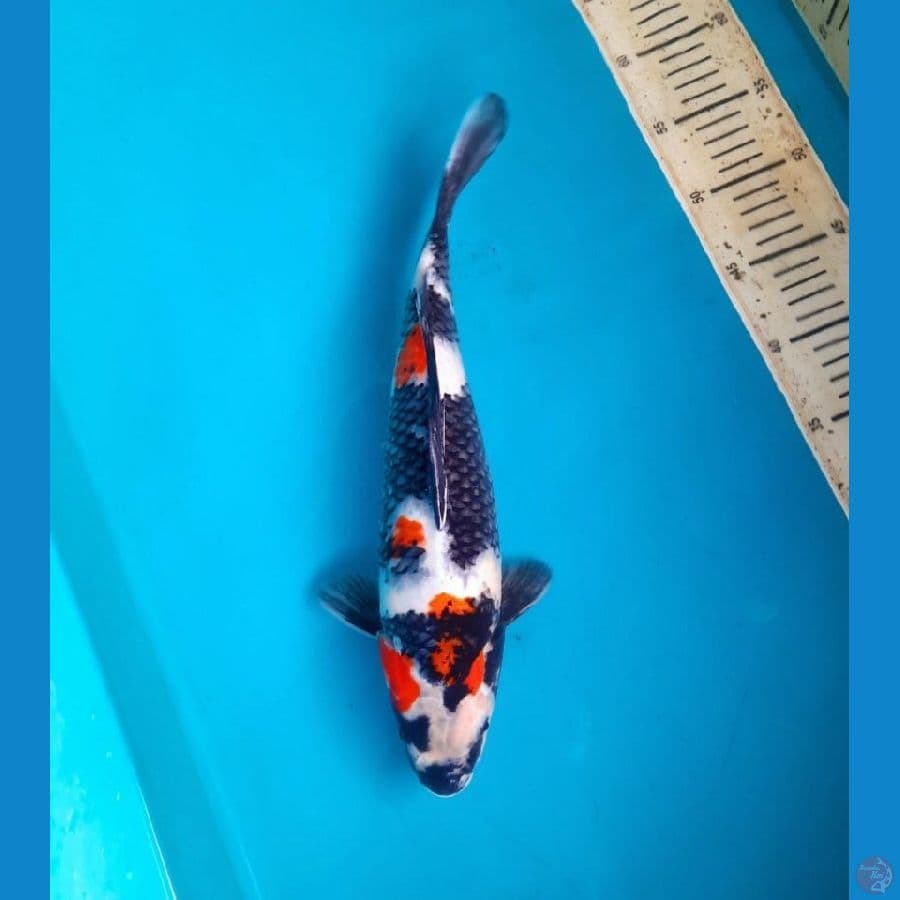 showa 36cm female
