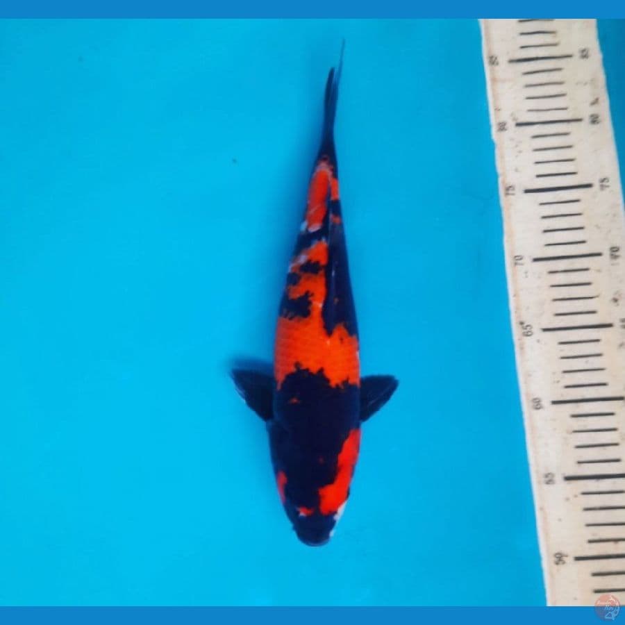 hi showa 33cm female