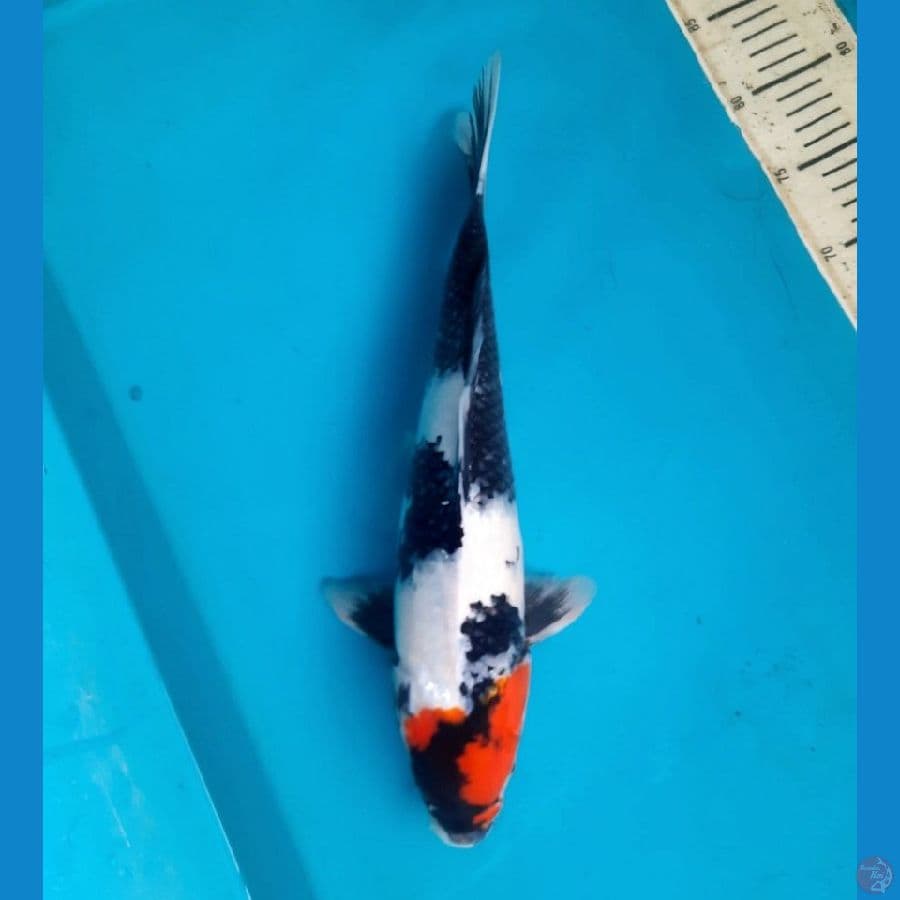 tanco showa 38cm female