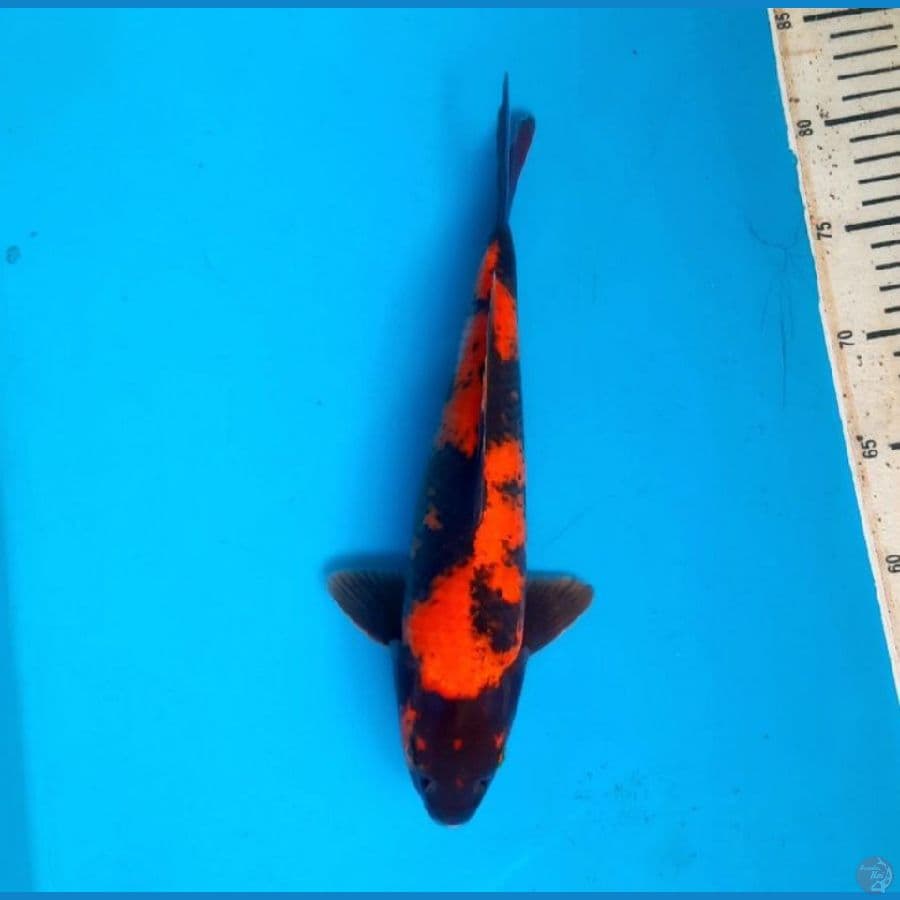 hi utsuri 31cm female