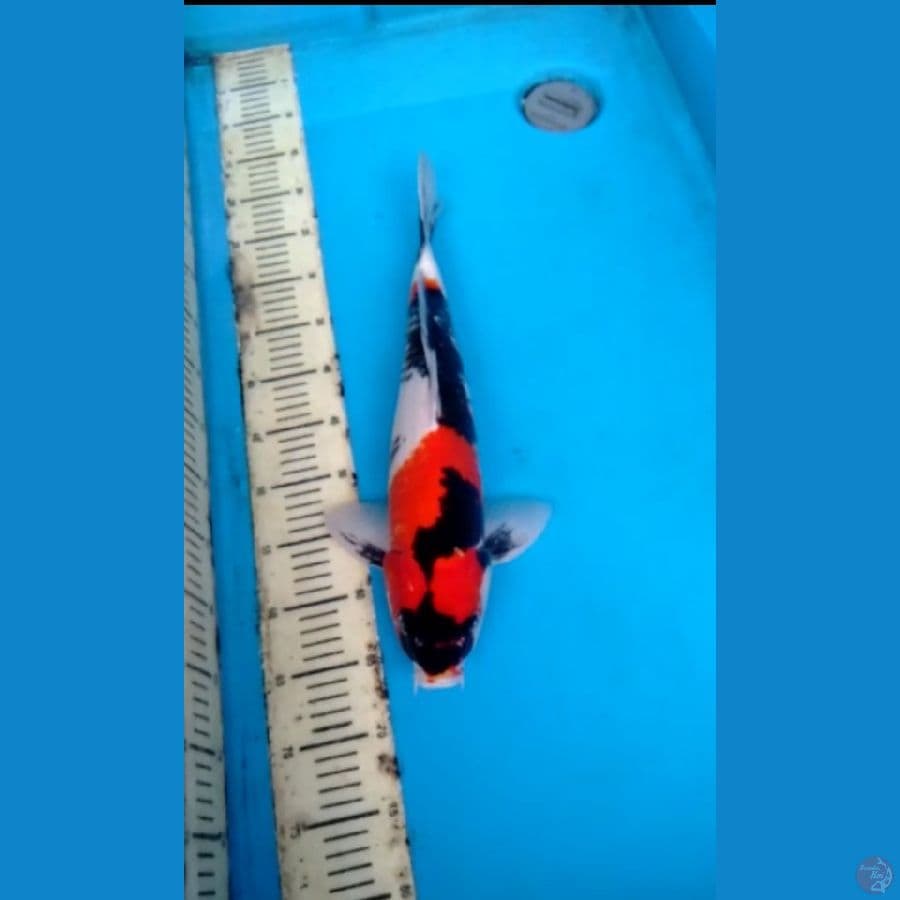 Showa 45cm