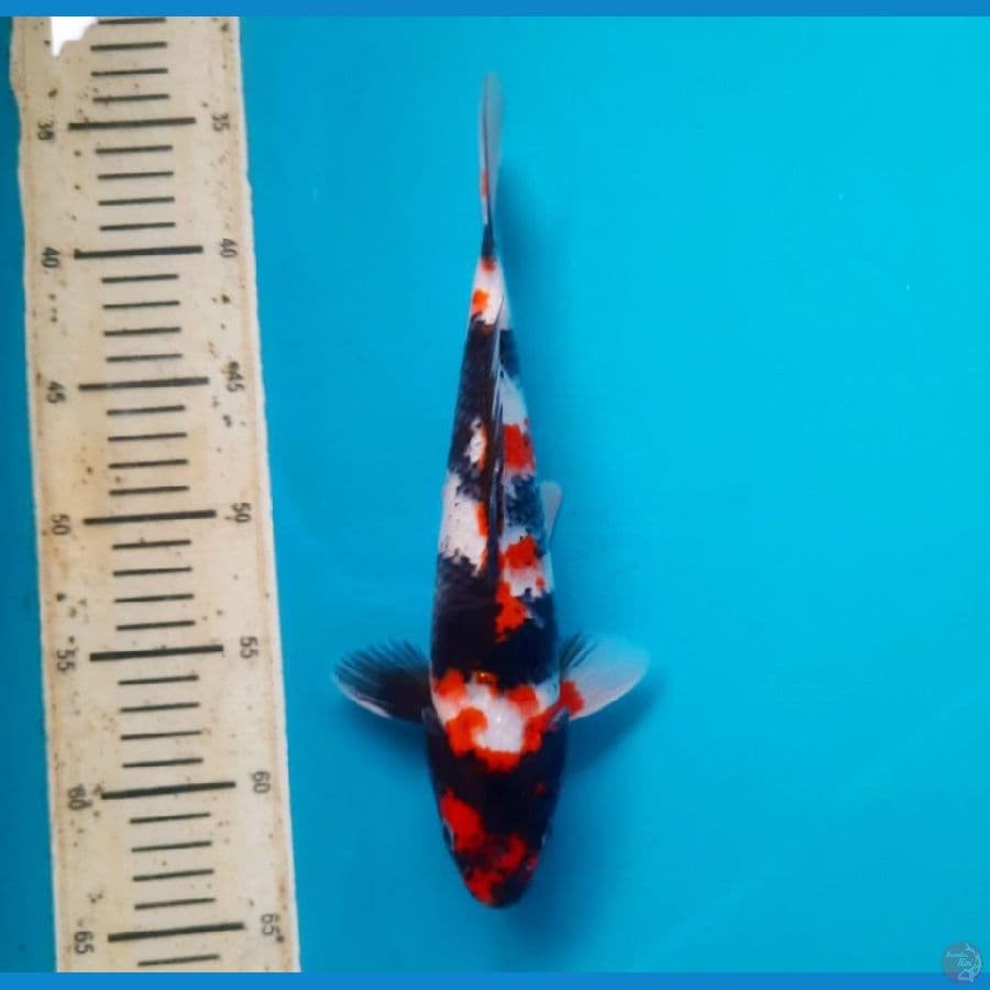 showa 26cm male