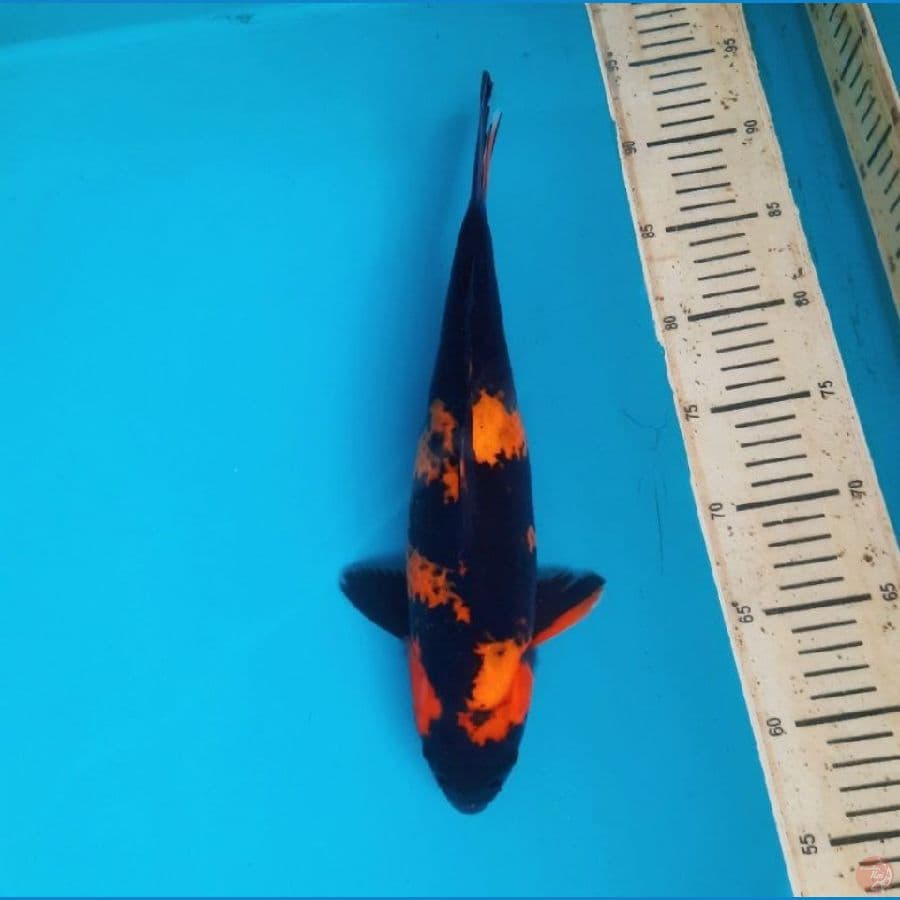 hi utsuri 31cm female