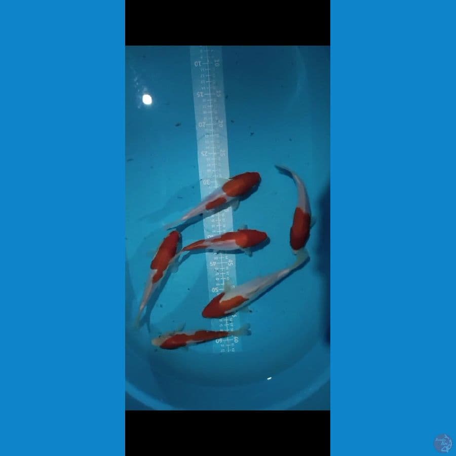 Doitsu KOHAKU 6 EKOR