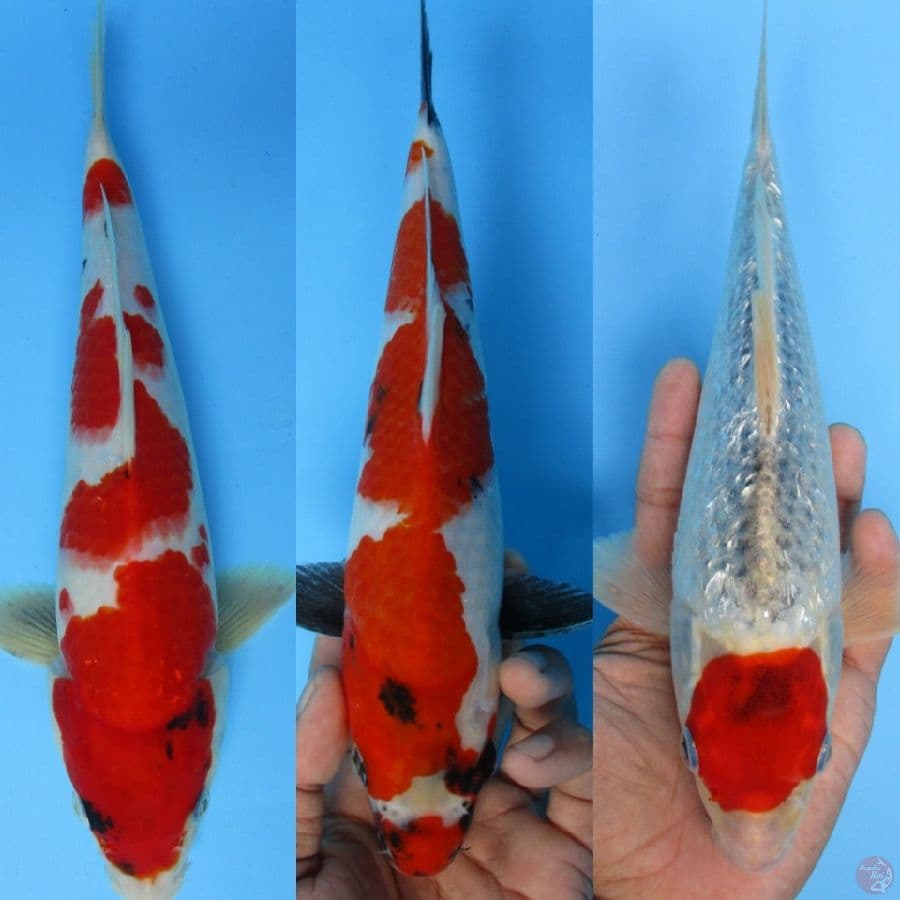 KRISNHA NISHIKIGOI