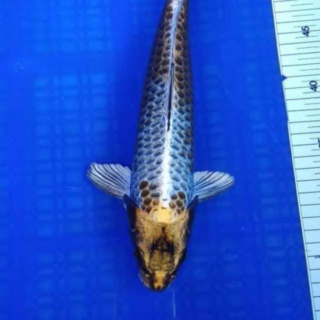 Koi. Antik harga kaki lima