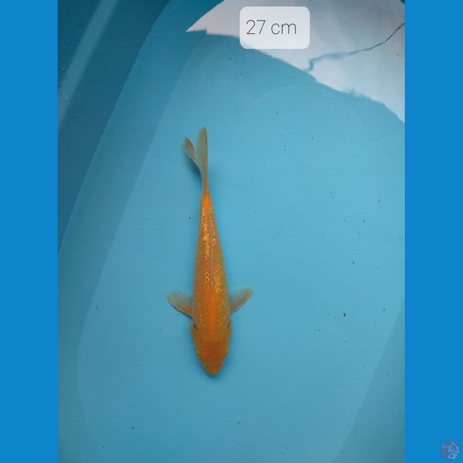 karasi ful ginrin 27 cm