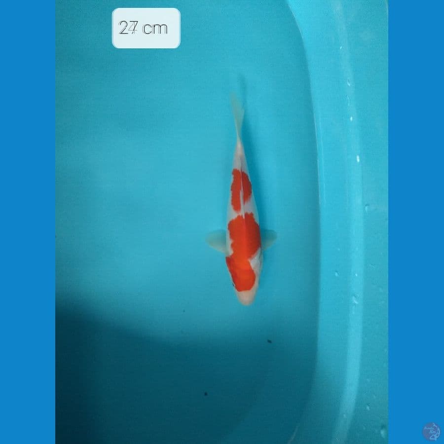 kohaku 27 cm