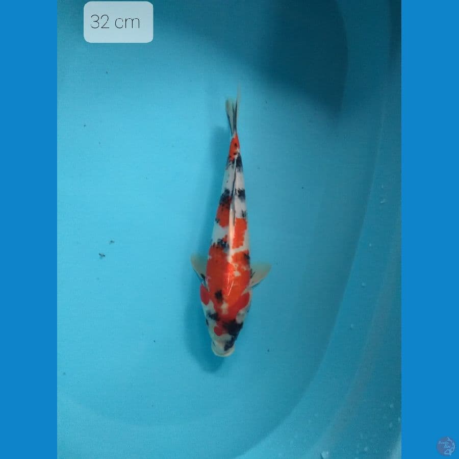 shawa 32 cm